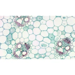 Cámara Ocular Bresser MikrOkular Full HD 8 Cámara Ocular Bresser MikrOkular Full HD -LEXIBOOK || Harry Potter || Robotime Ventas medias 1270