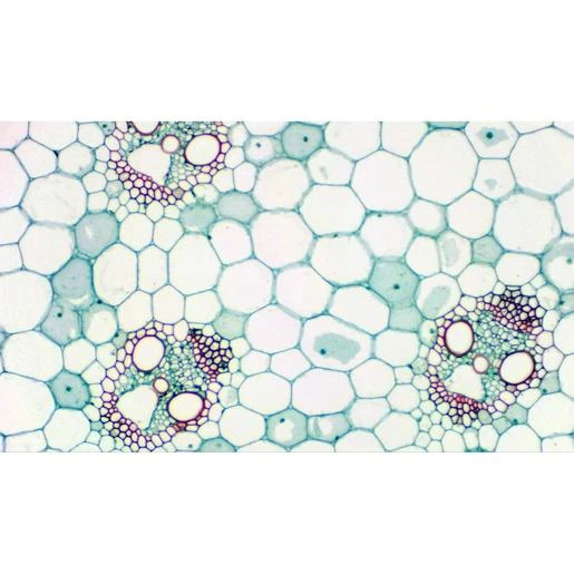 Cámara Ocular Bresser MikrOkular Full HD 4 Cámara Ocular Bresser MikrOkular Full HD - Imagen 4