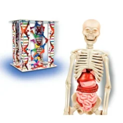 El Cuerpo Humano -LEXIBOOK || Harry Potter || Robotime Ventas medias 972